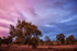 Leaning Tree at Sunset