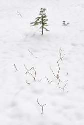 Tiny white forest