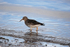 Purple Sandpiper