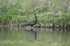 Glossy Ibis