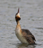 Great Crested Grebe shaking itself dry