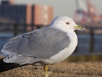 Seagull on Liberty