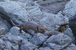 Marine Otter running on rocks, Chanaral Island, Chile