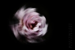 Pink Rose