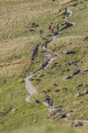 Old County Tops-104