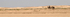 Douz Sahara Desert group of camels