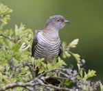 Female Cuckoo