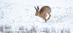 Brown Hare (Lepus europaeus) running in the snow 2
