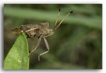 2473 Dock Bug (Coreus Marginatus)