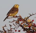 Yellowhammer