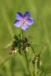 Meadow Crane's-bill flower, Oxfordshire