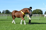 Top Turnout Supreme Championship portfolio