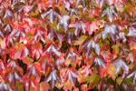 Autumn Foliage, Upton Hellions, Devon