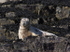 MMP007: Common Seal