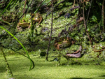 Edible Frogs