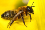 Andrena nigroaenea (f)