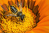 Megachile centuncularis (f)