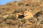 Female Puma Rupestre ever watchful for prey, Torres del Paine, Chile
