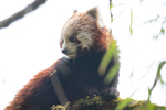 Red Panda