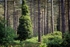 Forest Scene