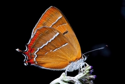 Brown Hairstreak