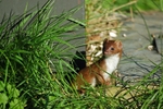 Weasel