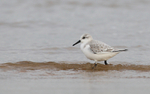 Sanderling