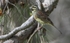 Cirl Bunting