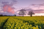 2 trees in a rapeseed field