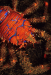 Galathea strigosa