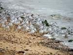 Sanderlings
