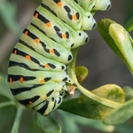 Larva of Common swallowtail (Papilio machaon)