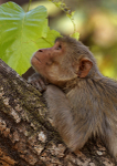 Rhesus monkey - thinking