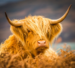 Monarch of The Glen  8107522