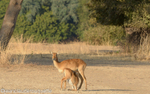Puku feeding her calf