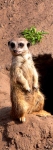 MeerKat 1