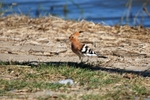 Hoopoe