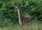 Red Deer