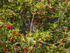 Grey Squirrel