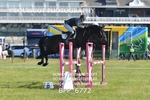 BPP_6772