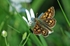 Chequered Skipper