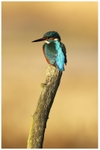 Kingfisher 5