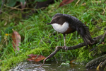 Dipper having a stretch by the River Windrush