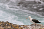 Black-browed Albatross on ledge, West Point Island, Falklands