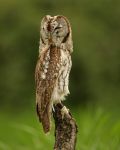 Tawny Owl