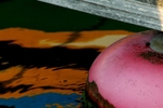 Float  log