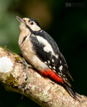 Great Spotted Woodpecker