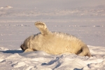 Strech in the sun 1102