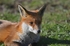 Red Fox