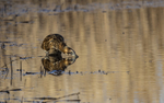 Bittern fishing